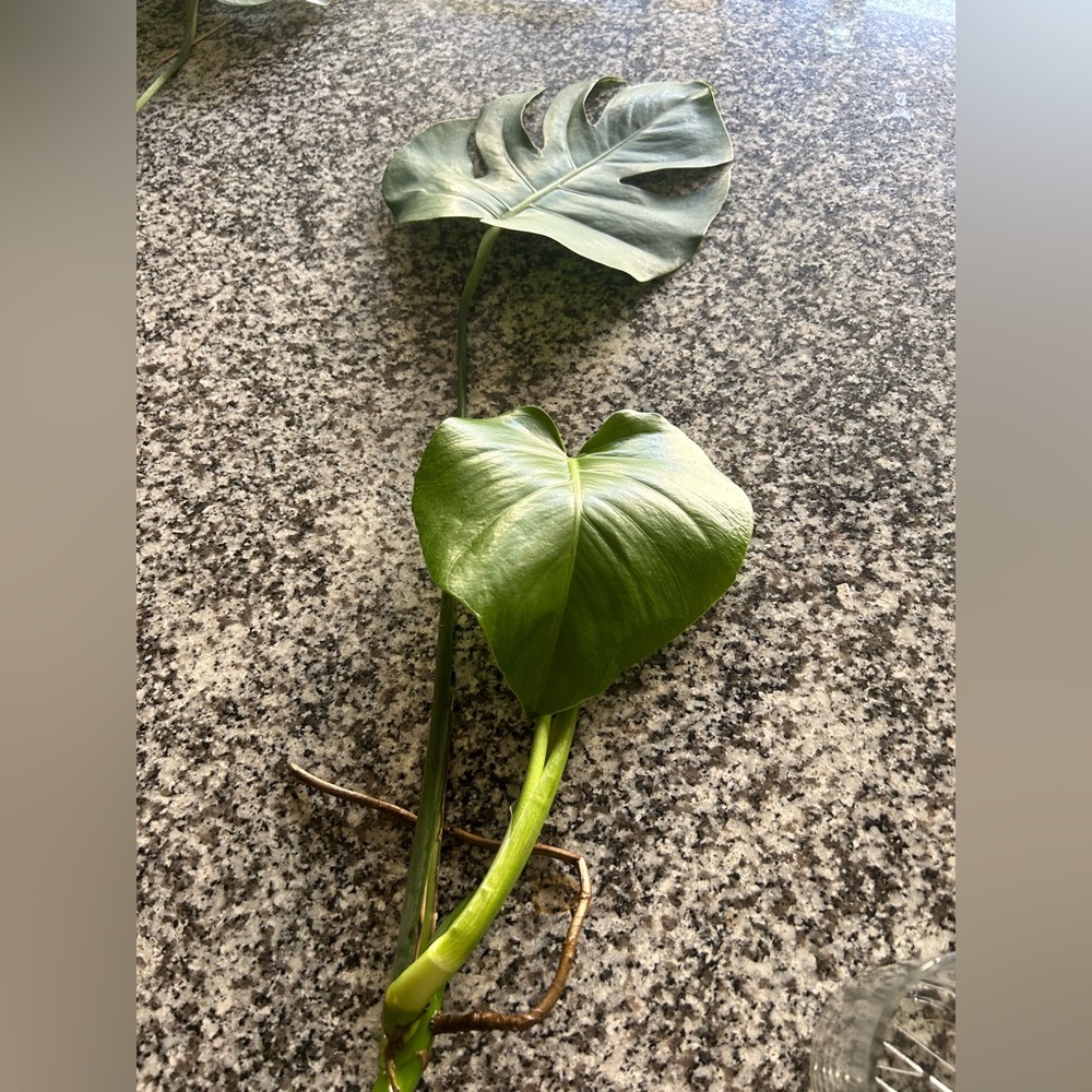 Monstera two leaves cuttings or rooted